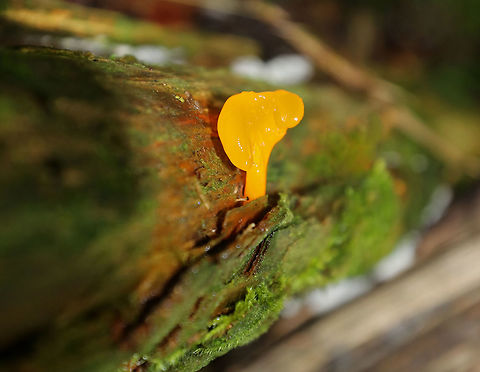 Orange Jelly Spot - Dacrymyces chrysospermus Irregular, gelatinous blobs that were orange-yellow in color. 

Habitat: Rotting conifer
https://www.jungledragon.com/image/73410/orange_jelly_spot_-_dacrymyces_chrysospermus.html Dacrymyces chrysospermus,Fall,Geotagged,United States