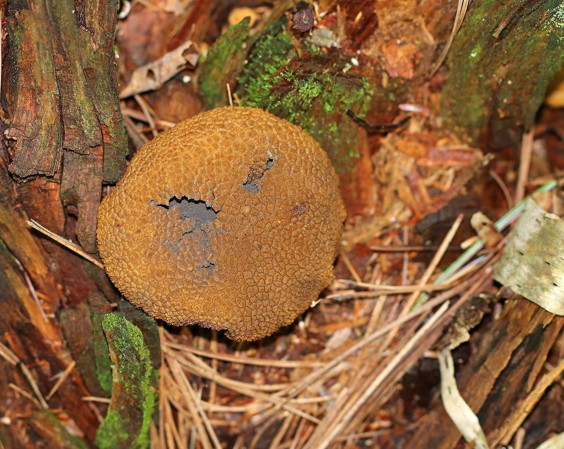 Pigskin Poison Puffball - Scleroderma citrinum Scaly, hard, old puffball. It had already burst open, but still had a lot of black spores inside.<br />
<br />
Habitat: Growing on rotting wood in a mostly coniferous forest. Common Earthball,Fall,Geotagged,Scleroderma citrinum,United States,earthball,fungus,puffball,scleroderma