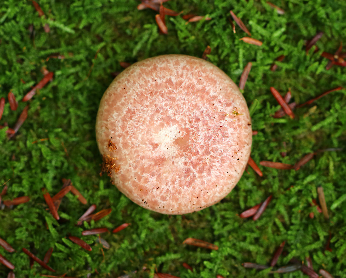 Lactarius subpurpureus Mostly flat cap with a small central depression, zones of pink, and an inrolled margin. Nearly distant, pinkish red gills that leak red milk. The stem was colored like the cap, but more pale.<br />
<br />
Habitat: Growing on the ground in a coniferous forest. Fall,Geotagged,Lactarius subpurpureus,United States,lactarius,milk cap,milkcap,milky cap,mushroom
