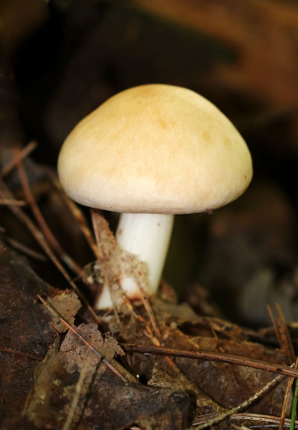 Spotted Toughshank - Rhodocollybia maculata Habitat: Mixed forest Fall,Geotagged,Rhodocollybia,Rhodocollybia maculata,Spotted Toughshank,United States,fungus,mushroom