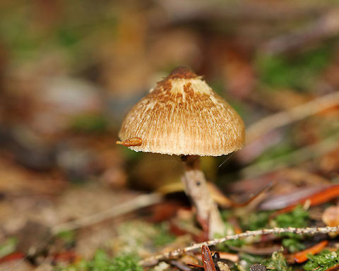 Mushroom - Inocybe sp. Conical, fibrous cap with a brown bump in the middle. The apex of the stipe was green. Strange odor detected.

Habitat: Growing on the ground in a coniferous forest. 
https://www.jungledragon.com/image/73485/mushroom_-_inocybe_sp.html Fall,Geotagged,United States,fungus,inocybe,mushroom