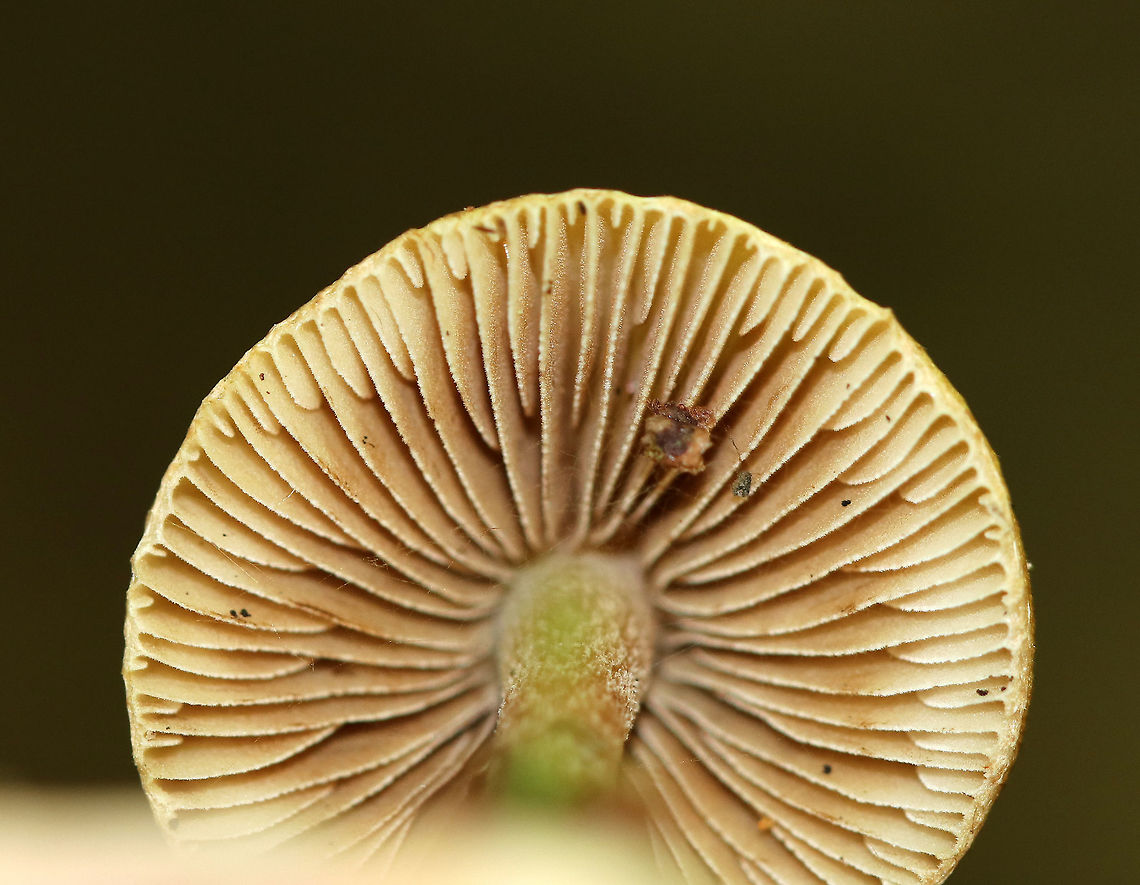 Mushroom - Inocybe sp. Conical, fibrous cap with a brown bump in the middle. The apex of the stipe was green. Strange odor detected.<br />
<br />
Habitat: Growing on the ground in a coniferous forest.<br />
<figure class="photo"><a href="https://www.jungledragon.com/image/73484/mushroom_-_inocybe_sp.html" title="Mushroom - Inocybe sp."><img src="https://s3.amazonaws.com/media.jungledragon.com/images/3232/73484_thumb.jpg?AWSAccessKeyId=05GMT0V3GWVNE7GGM1R2&Expires=1759968010&Signature=hwFMF8zMVIP0FCRJ6R2LdWf6Hpo%3D" width="200" height="160" alt="Mushroom - Inocybe sp. Conical, fibrous cap with a brown bump in the middle. The apex of the stipe was green. Strange odor detected.<br />
<br />
Habitat: Growing on the ground in a coniferous forest. <br />
https://www.jungledragon.com/image/73485/mushroom_-_inocybe_sp.html Fall,Geotagged,United States,fungus,inocybe,mushroom" /></a></figure> Fall,Geotagged,United States