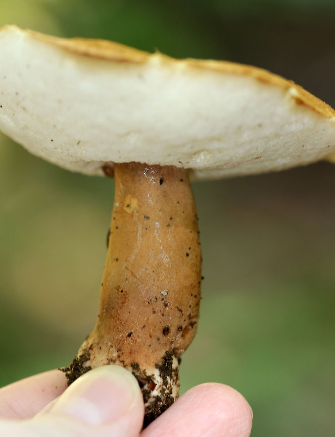 Chestnut Bolete - Gyroporus castaneus Large mushroom with a chestnut brown cap and stem. The pores were white and did not bruise. <br />
<br />
This mushroom is edible and is highly regarded for its nutty flavor when young. Although, it has been reported that a poisonous strain may exist, so extreme caution is recommended when tasting this mushroom. Chestnut bolete,Fall,Geotagged,Gyroporus castaneus,United States