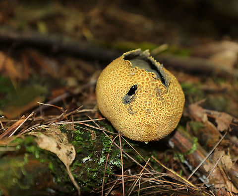 Pigskin Poison Puffball - Scleroderma citrinum 
Scaly, hard, old puffball. It had already burst open, but still had a lot of black spores inside.

Habitat: Growing on rotting wood in a mostly coniferous forest. Common Earthball,Fall,Geotagged,Scleroderma citrinum,United States,earthball,puffball