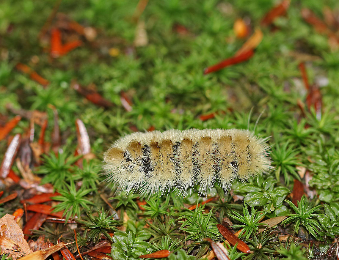 Banded Tussock Moth Caterpillar - Halysidota tessellaris Olive-brown caterpillar. They usually have long, black and white setae, but this one seems to have lost its tufts - maybe during an altercation with a predator?<br />
<br />
Habitat: Mixed forest Banded tussock moth,Fall,Geotagged,Halysidota tessellaris,United States,caterpillar