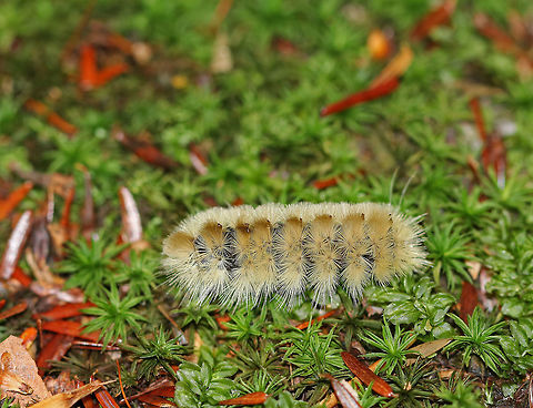 Banded Tussock Moth Caterpillar - Halysidota tessellaris Olive-brown caterpillar. They usually have long, black and white setae, but this one seems to have lost its tufts - maybe during an altercation with a predator?

Habitat: Mixed forest Banded tussock moth,Fall,Geotagged,Halysidota tessellaris,United States,caterpillar