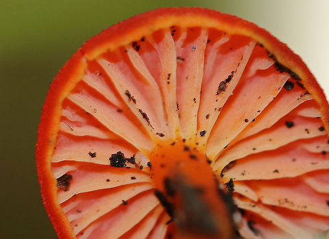 Hygrocybe Gills The gills on this mushroom were so waxy and gorgeous!

Habitat: Mixed forest Fall,Geotagged,United States,fungus,gills,hygrocybe,mushroom