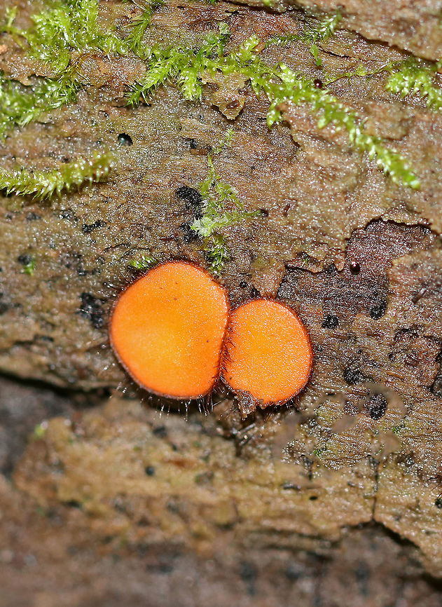 Molly Eye-Winker - Scutellinia scutellata Tiny, stalkless, orange cup fungi that were 3-5 mm in size. The outer edges of the fruiting bodies were covered with a fringe of long, dark hairs that resemble eyelashes. <br />
<br />
Habitat: They were growing on a rotting stump. I find them in this same spot every autumn. Eyelash cup,Fall,Geotagged,Molly Eye-winker,Scutellinia,Scutellinia scutellata,United States,cup fungus