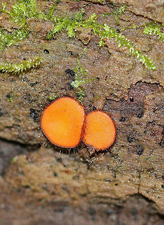 Molly Eye-Winker - Scutellinia scutellata Tiny, stalkless, orange cup fungi that were 3-5 mm in size. The outer edges of the fruiting bodies were covered with a fringe of long, dark hairs that resemble eyelashes. 

Habitat: They were growing on a rotting stump. I find them in this same spot every autumn. Eyelash cup,Fall,Geotagged,Molly Eye-winker,Scutellinia,Scutellinia scutellata,United States,cup fungus