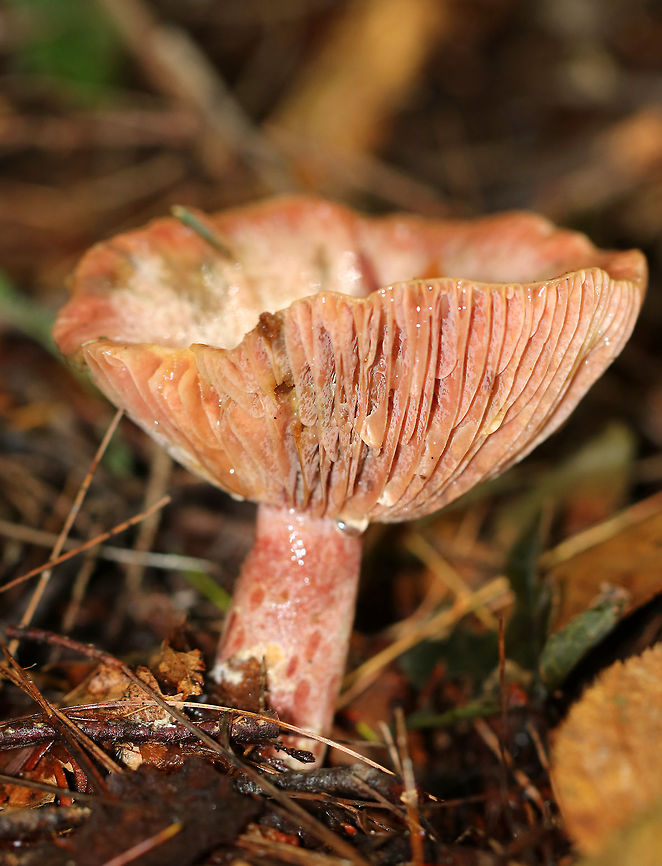 Lactarius subpurpureus One of my favorites!<br />
<br />
The cap had zones of pink with splotches of green. Nearly distant, pinkish gills. The stem was colored like the cap.<br />
<br />
Habitat: Growing on the ground in a mixed forest.<br />
<figure class="photo"><a href="https://www.jungledragon.com/image/73492/lactarius_subpurpureus.html" title="Lactarius subpurpureus"><img src="https://s3.amazonaws.com/media.jungledragon.com/images/3232/73492_thumb.jpg?AWSAccessKeyId=05GMT0V3GWVNE7GGM1R2&Expires=1767225610&Signature=MgEtbtdcR6xP98XFX31bDcjeoc4%3D" width="200" height="178" alt="Lactarius subpurpureus One of my favorites!<br />
<br />
The cap had zones of pink with splotches of green. Nearly distant, pinkish gills. The stem was colored like the cap.<br />
<br />
Habitat: Growing on the ground in a mixed forest.<br />
https://www.jungledragon.com/image/73491/lactarius_subpurpureus.html Fall,Geotagged,Lactarius subpurpureus,United States,gills,lactarius,mushroom" /></a></figure> Fall,Geotagged,Lactarius subpurpureus,United States,lactarius,mushroom,pink