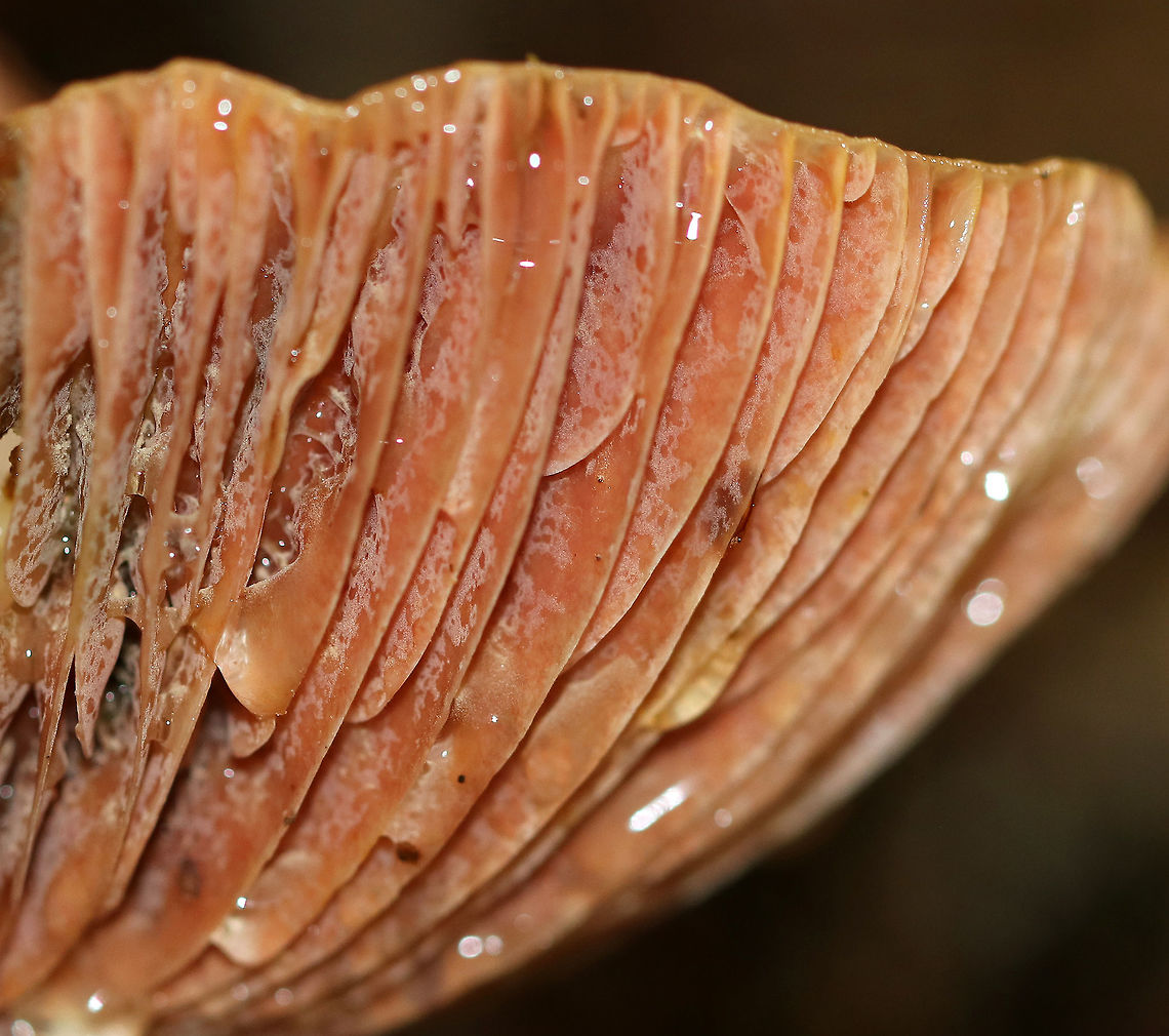 Lactarius subpurpureus One of my favorites!<br />
<br />
The cap had zones of pink with splotches of green. Nearly distant, pinkish gills. The stem was colored like the cap.<br />
<br />
Habitat: Growing on the ground in a mixed forest.<br />
<figure class="photo"><a href="https://www.jungledragon.com/image/73491/lactarius_subpurpureus.html" title="Lactarius subpurpureus"><img src="https://s3.amazonaws.com/media.jungledragon.com/images/3232/73491_thumb.jpg?AWSAccessKeyId=05GMT0V3GWVNE7GGM1R2&Expires=1759968010&Signature=iAAzVorpVXNcBiG5Eyg0aBNSuhY%3D" width="118" height="152" alt="Lactarius subpurpureus One of my favorites!<br />
<br />
The cap had zones of pink with splotches of green. Nearly distant, pinkish gills. The stem was colored like the cap.<br />
<br />
Habitat: Growing on the ground in a mixed forest.<br />
https://www.jungledragon.com/image/73492/lactarius_subpurpureus.html Fall,Geotagged,Lactarius subpurpureus,United States,lactarius,mushroom,pink" /></a></figure> Fall,Geotagged,Lactarius subpurpureus,United States,gills,lactarius,mushroom
