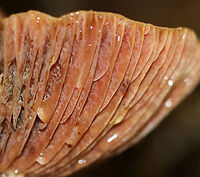 Lactarius subpurpureus One of my favorites!<br />
<br />
The cap had zones of pink with splotches of green. Nearly distant, pinkish gills. The stem was colored like the cap.<br />
<br />
Habitat: Growing on the ground in a mixed forest.<br />
https://www.jungledragon.com/image/73491/lactarius_subpurpureus.html Fall,Geotagged,Lactarius subpurpureus,United States,gills,lactarius,mushroom
