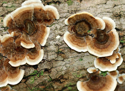 Turkey Tail - Trametes versicolor Fuzzy fruiting bodies with zones of brown and tan colors. White pores on the undersurface.

Habitat: Mixed forest
https://www.jungledragon.com/image/73496/turkey_tail_-_trametes_versicolor.html
https://www.jungledragon.com/image/73495/turkey_tail_-_trametes_versicolor.html Fall,Geotagged,Trametes versicolor,United States,trametes,turkey tail