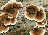 Turkey Tail - Trametes versicolor Fuzzy fruiting bodies with zones of brown and tan colors. White pores on the undersurface.<br />
<br />
Habitat: Mixed forest<br />
https://www.jungledragon.com/image/73496/turkey_tail_-_trametes_versicolor.html<br />
https://www.jungledragon.com/image/73495/turkey_tail_-_trametes_versicolor.html Fall,Geotagged,Trametes versicolor,United States,trametes,turkey tail