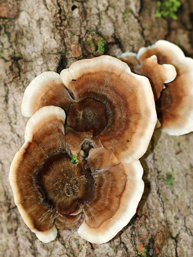 Turkey Tail - Trametes versicolor Fuzzy fruiting bodies with zones of brown and tan colors. White pores on the undersurface.<br />
<br />
Habitat: Mixed forest<br />
<figure class="photo"><a href="https://www.jungledragon.com/image/73493/turkey_tail_-_trametes_versicolor.html" title="Turkey Tail - Trametes versicolor"><img src="https://s3.amazonaws.com/media.jungledragon.com/images/3232/73493_thumb.jpg?AWSAccessKeyId=05GMT0V3GWVNE7GGM1R2&Expires=1759968010&Signature=ms45wgGj8MI3yfdlmJyu9wEOSuw%3D" width="200" height="148" alt="Turkey Tail - Trametes versicolor Fuzzy fruiting bodies with zones of brown and tan colors. White pores on the undersurface.<br />
<br />
Habitat: Mixed forest<br />
https://www.jungledragon.com/image/73496/turkey_tail_-_trametes_versicolor.html<br />
https://www.jungledragon.com/image/73495/turkey_tail_-_trametes_versicolor.html Fall,Geotagged,Trametes versicolor,United States,trametes,turkey tail" /></a></figure><br />
<figure class="photo"><a href="https://www.jungledragon.com/image/73496/turkey_tail_-_trametes_versicolor.html" title="Turkey Tail - Trametes versicolor"><img src="https://s3.amazonaws.com/media.jungledragon.com/images/3232/73496_thumb.jpg?AWSAccessKeyId=05GMT0V3GWVNE7GGM1R2&Expires=1759968010&Signature=7mBuSvNlnfxJmp7LRlz93iqOHp0%3D" width="200" height="148" alt="Turkey Tail - Trametes versicolor Fuzzy fruiting bodies with zones of brown and tan colors. White pores on the undersurface.<br />
<br />
Habitat: Mixed forest<br />
https://www.jungledragon.com/image/73493/turkey_tail_-_trametes_versicolor.html<br />
https://www.jungledragon.com/image/73495/turkey_tail_-_trametes_versicolor.html Fall,Geotagged,Trametes versicolor,United States" /></a></figure> Fall,Geotagged,Trametes versicolor,United States