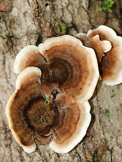 Turkey Tail - Trametes versicolor Fuzzy fruiting bodies with zones of brown and tan colors. White pores on the undersurface.

Habitat: Mixed forest
https://www.jungledragon.com/image/73493/turkey_tail_-_trametes_versicolor.html
https://www.jungledragon.com/image/73496/turkey_tail_-_trametes_versicolor.html Fall,Geotagged,Trametes versicolor,United States