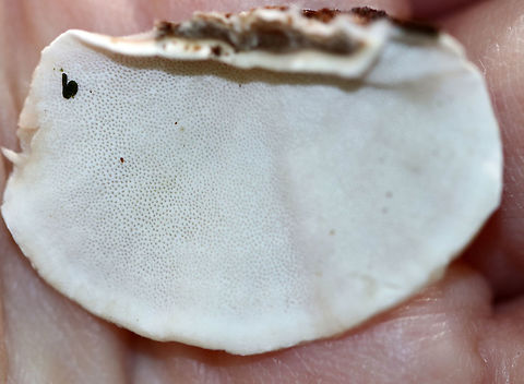 Turkey Tail - Trametes versicolor Fuzzy fruiting bodies with zones of brown and tan colors. White pores on the undersurface.

Habitat: Mixed forest
https://www.jungledragon.com/image/73493/turkey_tail_-_trametes_versicolor.html
https://www.jungledragon.com/image/73495/turkey_tail_-_trametes_versicolor.html Fall,Geotagged,Trametes versicolor,United States