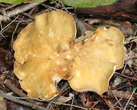 Pig's Ears - Gomphus clavatus Two-lobed cap arising from a common stem. The undersurface was deeply wrinkled with crossveins.<br />
<br />
Habitat: Mixed forest with pine and eastern hemlock<br />
https://www.jungledragon.com/image/73498/pigs_ears_-_gomphus_clavatus.html<br />
https://www.jungledragon.com/image/83643/pigs_ears_-_gomphus_clavatus.html Fall,Geotagged,Gomphus clavatus,United States,clavatus. pig's ears fungus,gomphus,mushroom