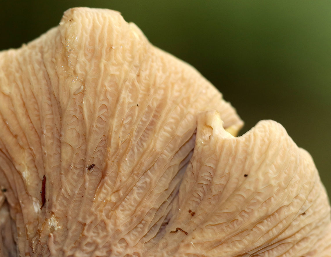 Pig's Ears - Gomphus clavatus Two-lobed cap arising from a common stem. The undersurface was deeply wrinkled with crossveins.<br />
<br />
Habitat: Mixed forest with pine and eastern hemlock<br />
<figure class="photo"><a href="https://www.jungledragon.com/image/73497/pigs_ears_-_gomphus_clavatus.html" title="Pig&#039;s Ears - Gomphus clavatus"><img src="https://s3.amazonaws.com/media.jungledragon.com/images/3232/73497_thumb.jpg?AWSAccessKeyId=05GMT0V3GWVNE7GGM1R2&Expires=1767225610&Signature=ijMAoqMC87i840J3Y6VjzRFXlyg%3D" width="200" height="162" alt="Pig&#039;s Ears - Gomphus clavatus Two-lobed cap arising from a common stem. The undersurface was deeply wrinkled with crossveins.<br />
<br />
Habitat: Mixed forest with pine and eastern hemlock<br />
https://www.jungledragon.com/image/73498/pigs_ears_-_gomphus_clavatus.html<br />
https://www.jungledragon.com/image/83643/pigs_ears_-_gomphus_clavatus.html Fall,Geotagged,Gomphus clavatus,United States,clavatus. pig&#039;s ears fungus,gomphus,mushroom" /></a></figure><br />
<figure class="photo"><a href="https://www.jungledragon.com/image/83643/pigs_ears_-_gomphus_clavatus.html" title="Pig&#039;s Ears - Gomphus clavatus"><img src="https://s3.amazonaws.com/media.jungledragon.com/images/3232/83643_thumb.jpg?AWSAccessKeyId=05GMT0V3GWVNE7GGM1R2&Expires=1767225610&Signature=77%2BGF7d4o0mwSf1PpNJNMM74hho%3D" width="200" height="168" alt="Pig&#039;s Ears - Gomphus clavatus Two-lobed cap arising from a common stem. The undersurface was deeply wrinkled with crossveins.<br />
<br />
Habitat: Mixed forest with pine and eastern hemlock<br />
https://www.jungledragon.com/image/73497/pigs_ears_-_gomphus_clavatus.html<br />
https://www.jungledragon.com/image/73498/pigs_ears_-_gomphus_clavatus.html<br />
 Fall,Geotagged,Gomphus clavatus,Pig&#039;s Ears,United States" /></a></figure> Fall,Geotagged,Gomphus clavatus,United States,clavatus