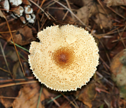 Mushroom - Lepiota sp. Habitat: Mixed forest
https://www.jungledragon.com/image/73500/m3.html Fall,Geotagged,United States,lepiota,mushroom
