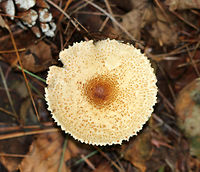 Mushroom - Lepiota sp. Habitat: Mixed forest<br />
https://www.jungledragon.com/image/73500/m3.html Fall,Geotagged,United States,lepiota,mushroom