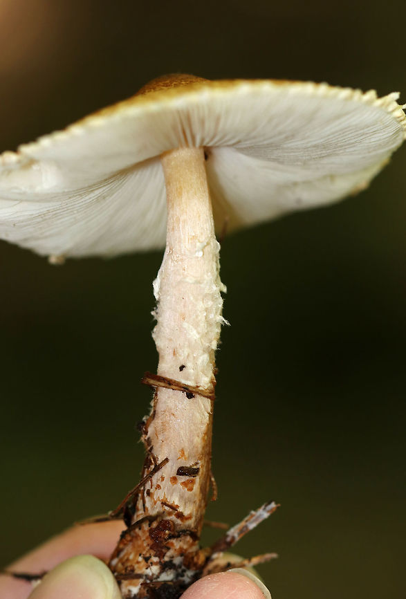Mushroom - Lepiota sp. Habitat: Mixed forest<br />
<figure class="photo"><a href="https://www.jungledragon.com/image/73499/mushroom_-_lepiota_sp.html" title="Mushroom - Lepiota sp."><img src="https://s3.amazonaws.com/media.jungledragon.com/images/3232/73499_thumb.jpg?AWSAccessKeyId=05GMT0V3GWVNE7GGM1R2&Expires=1759968010&Signature=YvOe9Bpn35uGr5rHDGjdyK9mPkg%3D" width="200" height="172" alt="Mushroom - Lepiota sp. Habitat: Mixed forest<br />
https://www.jungledragon.com/image/73500/m3.html Fall,Geotagged,United States,lepiota,mushroom" /></a></figure> Fall,Geotagged,United States,lepiota,mushroom