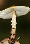 Mushroom - Lepiota sp. Habitat: Mixed forest<br />
https://www.jungledragon.com/image/73499/mushroom_-_lepiota_sp.html Fall,Geotagged,United States,lepiota,mushroom