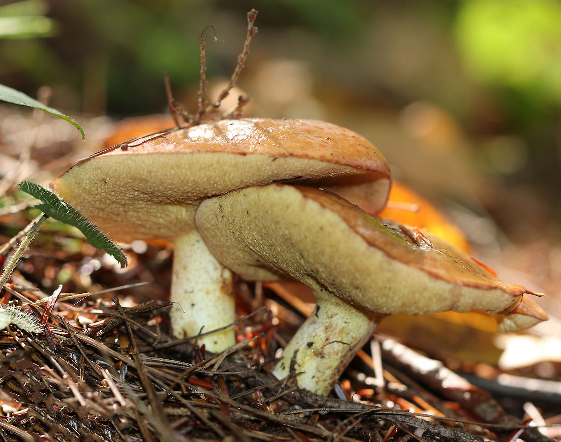 Suillus weaverae Habitat: Mostly coniferous forest Fall,Geotagged,Suillus,Suillus weaverae,United States,bolete,mushroom