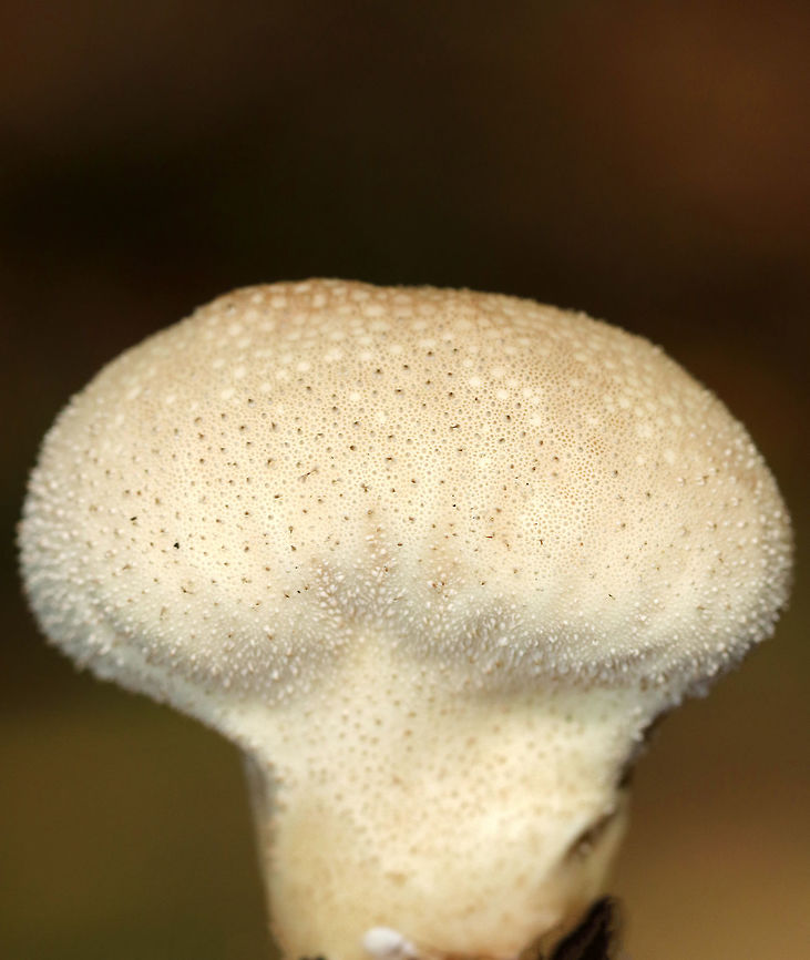 Common Puffball - Lycoperdon perlatum Pure white, marshmallow-like interior<br />
<br />
Habitat: Mixed forest Common puffball,Fall,Geotagged,Lycoperdon perlatum,United States,lycoperdon,puffball