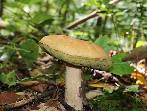 Boletus edulis Group Large bolete – cap was about 12 cm diameter. Pores didn’t bruise when marked. 

Habitat: Growing in a mostly deciduous forest with some pine Boletus aedulis,Boletus chippewaensis,Boletus edulis,Chippewa Bolete,Fall,Geotagged,United States,bolete,boletus,boletus edulis group,mushroom