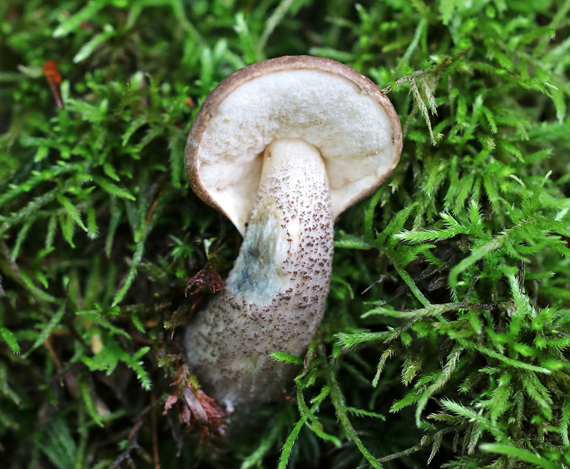 Leccinum cyaneobasileucum Brown cap, white pores, and a white stem with scabers. The stipe bruised greenish blue. <br />
<br />
Habitat: Growing in moss in a mixed, disturbed forest.<br />
<figure class="photo"><a href="https://www.jungledragon.com/image/73526/leccinum_cyaneobasileucum.html" title="Leccinum cyaneobasileucum"><img src="https://s3.amazonaws.com/media.jungledragon.com/images/3232/73526_thumb.jpg?AWSAccessKeyId=05GMT0V3GWVNE7GGM1R2&Expires=1759968010&Signature=Xj8yqdRNU9QFNpbz0R1KY6B2ZSU%3D" width="132" height="152" alt="Leccinum cyaneobasileucum Brown cap, white pores, and a white stem with scabers. The stipe bruised greenish blue. <br />
<br />
Habitat: Growing in moss in a mixed, disturbed forest.<br />
https://www.jungledragon.com/image/73524/leccinum_cyaneobasileucum.html Fall,Geotagged,Leccinum cyaneobasileucum,United States" /></a></figure> Fall,Geotagged,Leccinum,Leccinum cyaneobasileucum,United States,mushroom