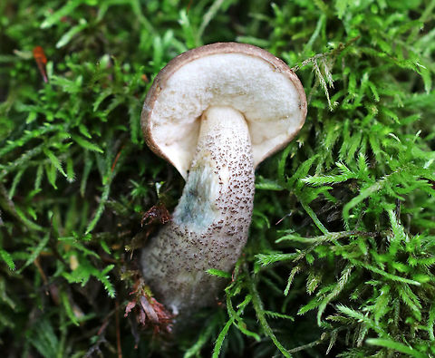 Leccinum cyaneobasileucum Brown cap, white pores, and a white stem with scabers. The stipe bruised greenish blue. 

Habitat: Growing in moss in a mixed, disturbed forest.
https://www.jungledragon.com/image/73526/leccinum_cyaneobasileucum.html Fall,Geotagged,Leccinum,Leccinum cyaneobasileucum,United States,mushroom