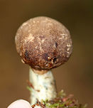 Leccinum cyaneobasileucum Brown cap, white pores, and a white stem with scabers. The stipe bruised greenish blue. <br />
<br />
Habitat: Growing in moss in a mixed, disturbed forest.<br />
https://www.jungledragon.com/image/73524/leccinum_cyaneobasileucum.html Fall,Geotagged,Leccinum cyaneobasileucum,United States