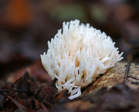 White Coral - Ramariopsis kunzei White fruiting body with frequent branching and blunt tips. The base was yellowish. It was very fragile and fell apart easily.

Habitat: Mixed forest. Fall,Geotagged,Ramariopsis,Ramariopsis kunzei,United States,coral,white coral
