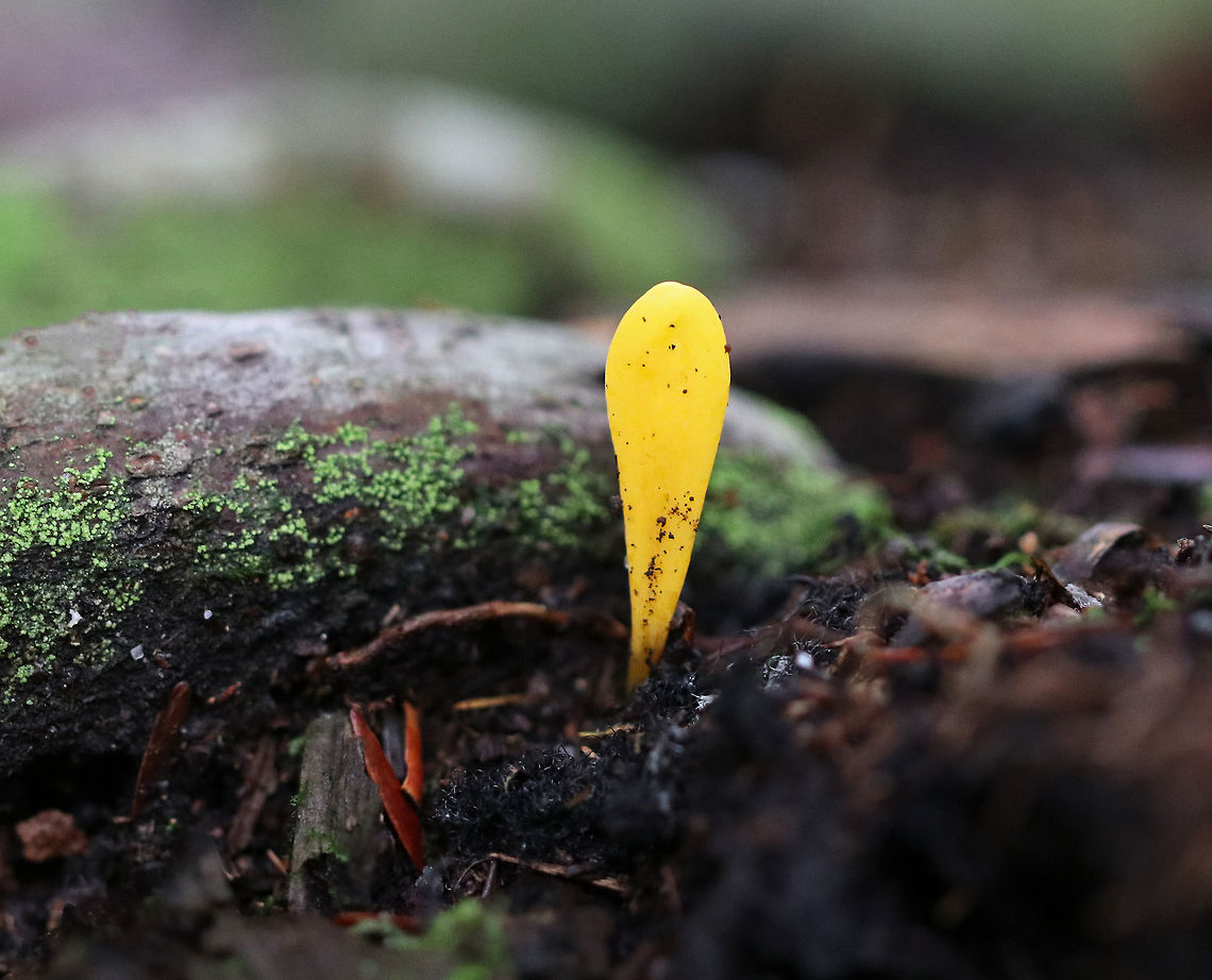 Orange Earth Tongue - Microglossum rufum The stalk was rough and was about 4 cm tall. The head was compressed and spoon-shaped. <br />
<br />
Habitat: Growing in moss at the edge of stumps. Mixed forest. Fall,Geotagged,Microglossum,Microglossum rufum,Orange Earth Tongue,United States