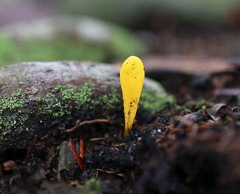 Orange Earth Tongue - Microglossum rufum The stalk was rough and was about 4 cm tall. The head was compressed and spoon-shaped. 

Habitat: Growing in moss at the edge of stumps. Mixed forest. Fall,Geotagged,Microglossum,Microglossum rufum,Orange Earth Tongue,United States