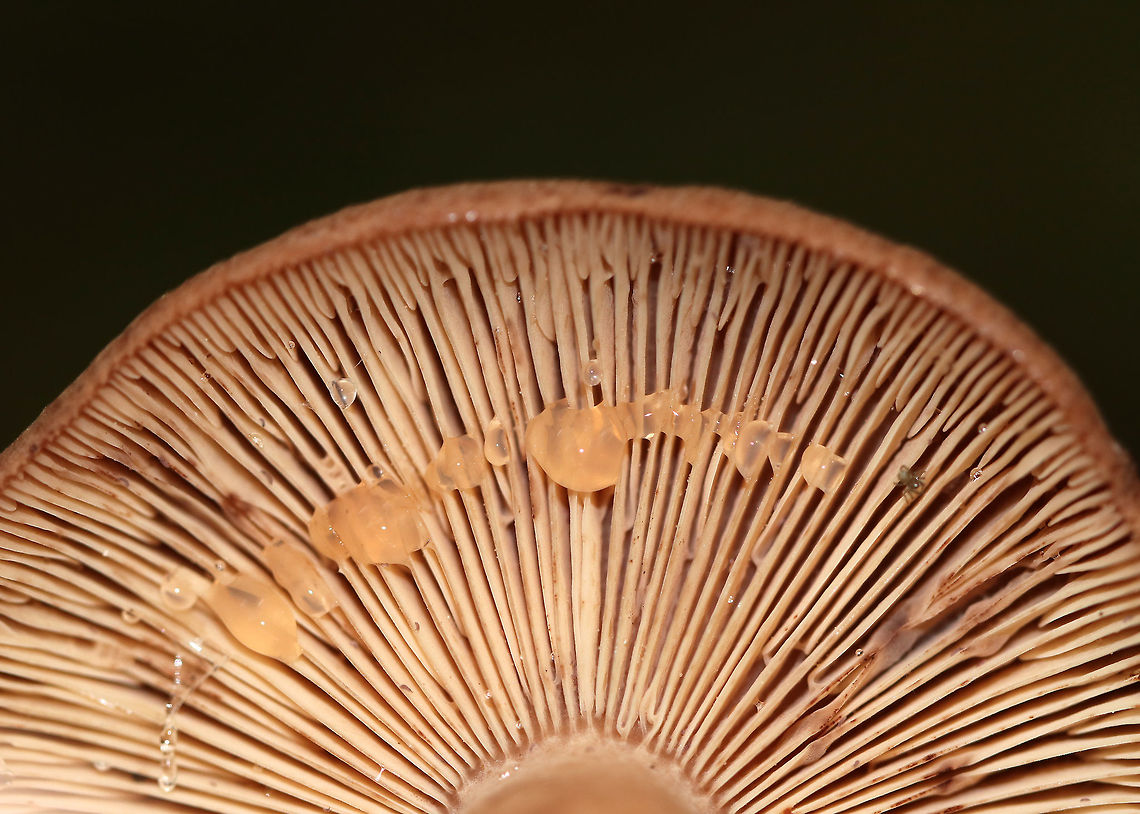 Fenugreek milkcap - Lactarius helvus Brownish cap with an inrolled margin. Cream-colored gills with short gills and leaked watery latex.<br />
<br />
Habitat: Mixed forest<br />
<figure class="photo"><a href="https://www.jungledragon.com/image/73530/fenugreek_milkcap_-_lactarius_helvus.html" title="Fenugreek milkcap - Lactarius helvus"><img src="https://s3.amazonaws.com/media.jungledragon.com/images/3232/73530_thumb.jpg?AWSAccessKeyId=05GMT0V3GWVNE7GGM1R2&Expires=1759968010&Signature=%2F9nAxcmwDvWukl1cUYO%2BNfKDVCE%3D" width="112" height="152" alt="Fenugreek milkcap - Lactarius helvus Brownish cap with an inrolled margin. Cream-colored gills with short gills and leaked watery latex.<br />
<br />
Habitat: Mixed forest<br />
https://www.jungledragon.com/image/73529/fenugreek_milkcap_-_lactarius_helvus.html Fall,Fenugreek milkcap,Geotagged,Lactarius helvus,United States" /></a></figure> Fall,Fenugreek milkcap,Geotagged,Lactarius helvus,United States,lactarius,milkcap,mushroom