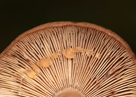 Fenugreek milkcap - Lactarius helvus Brownish cap with an inrolled margin. Cream-colored gills with short gills and leaked watery latex.

Habitat: Mixed forest
https://www.jungledragon.com/image/73530/fenugreek_milkcap_-_lactarius_helvus.html Fall,Fenugreek milkcap,Geotagged,Lactarius helvus,United States,lactarius,milkcap,mushroom