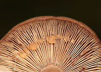 Fenugreek milkcap - Lactarius helvus Brownish cap with an inrolled margin. Cream-colored gills with short gills and leaked watery latex.<br />
<br />
Habitat: Mixed forest<br />
https://www.jungledragon.com/image/73530/fenugreek_milkcap_-_lactarius_helvus.html Fall,Fenugreek milkcap,Geotagged,Lactarius helvus,United States,lactarius,milkcap,mushroom