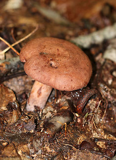 Fenugreek milkcap - Lactarius helvus Brownish cap with an inrolled margin. Cream-colored gills with short gills and leaked watery latex.

Habitat: Mixed forest
https://www.jungledragon.com/image/73529/fenugreek_milkcap_-_lactarius_helvus.html Fall,Fenugreek milkcap,Geotagged,Lactarius helvus,United States