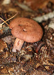 Fenugreek milkcap - Lactarius helvus Brownish cap with an inrolled margin. Cream-colored gills with short gills and leaked watery latex.<br />
<br />
Habitat: Mixed forest<br />
https://www.jungledragon.com/image/73529/fenugreek_milkcap_-_lactarius_helvus.html Fall,Fenugreek milkcap,Geotagged,Lactarius helvus,United States