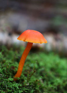 Hygrocybe squamulosa The cap was about 5 cm diameter.

Habitat: Growing in moss in a mixed forest
https://www.jungledragon.com/image/73532/hygrocybe_squamulosa.html
https://www.jungledragon.com/image/73533/hygrocybe_squamulosa_-_basal_mycelium.html Fall,Geotagged,Hygrocybe squamulosa,United States