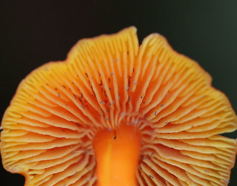 Hygrocybe squamulosa The cap was about 5 cm diameter.

Habitat: Growing in moss in a mixed forest
https://www.jungledragon.com/image/73533/hygrocybe_squamulosa_-_basal_mycelium.html
https://www.jungledragon.com/image/73531/hh1.html Fall,Geotagged,Hygrocybe squamulosa,United States,hygrocybe