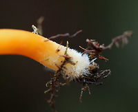 Hygrocybe squamulosa - Basal mycelium The cap was about 5 cm diameter.<br />
<br />
Habitat: Growing in moss in a mixed forest<br />
https://www.jungledragon.com/image/73531/hh1.html<br />
https://www.jungledragon.com/image/73532/hygrocybe_squamulosa.html Fall,Geotagged,Hygrocybe squamulosa,United States