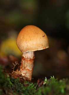 Red-banded Cortinarius - Cortinarius armillatus Habitat: Growing in a wooded campground (mostly deciduous and some conifers) in a mossy spot. Cortinarius armillatus,Fall,Geotagged,Red-banded Cortinarius,United States,cortinarius,mushroom