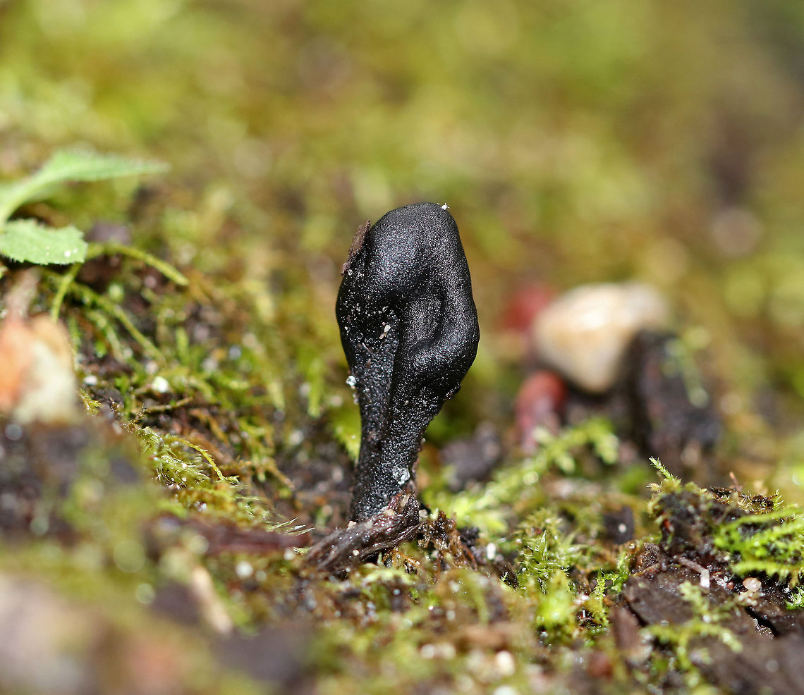 Hairy Earth Tongue - Trichoglossum sp. Fruitbody consists of a club-shaped, part supported by a stalk. Both the stalk and head have minute spines (setae). Velvety hairs are present on the stalk. <br />
<br />
*Identification beyond the genus is not 100% certainunless a microscope is used to examine asci and ascospores.<br />
<br />
Habitat: Mixed forest. Black earth tongues,Fall,Geotagged,Trichoglossum,United States