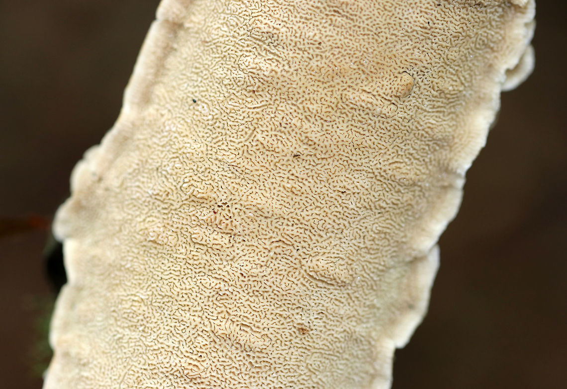 Irpex lacteus Habitat: Growing on what was probably a hardwood branch<br />
<figure class="photo"><a href="https://www.jungledragon.com/image/73537/irpex_lacteus.html" title="Irpex lacteus"><img src="https://s3.amazonaws.com/media.jungledragon.com/images/3232/73537_thumb.jpg?AWSAccessKeyId=05GMT0V3GWVNE7GGM1R2&Expires=1767225610&Signature=hNWj4fprSMUPSm0nsYQ7JcZf9xE%3D" width="200" height="134" alt="Irpex lacteus Habitat: Growing on what was probably a hardwood branch<br />
https://www.jungledragon.com/image/73536/irpex_lacteus.html Fall,Geotagged,Irpex lacteus,United States" /></a></figure> Fall,Geotagged,Irpex,Irpex lacteus,United States,polypore