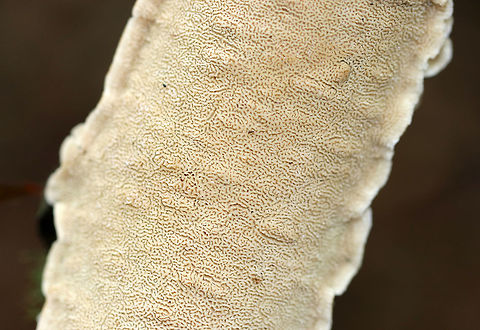 Irpex lacteus Habitat: Growing on what was probably a hardwood branch
https://www.jungledragon.com/image/73537/irpex_lacteus.html Fall,Geotagged,Irpex,Irpex lacteus,United States,polypore