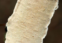 Irpex lacteus Habitat: Growing on what was probably a hardwood branch<br />
https://www.jungledragon.com/image/73537/irpex_lacteus.html Fall,Geotagged,Irpex,Irpex lacteus,United States,polypore