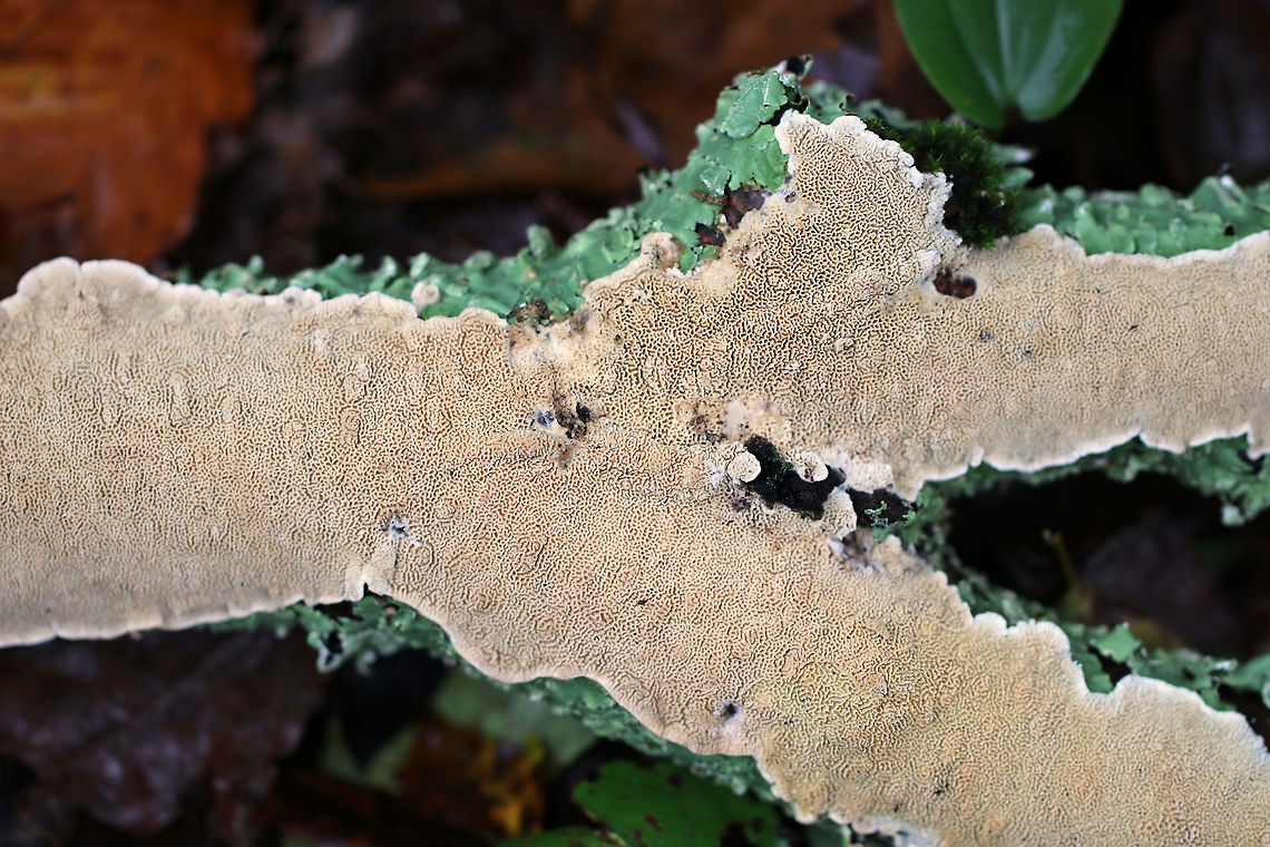 Irpex lacteus Habitat: Growing on what was probably a hardwood branch<br />
<figure class="photo"><a href="https://www.jungledragon.com/image/73536/irpex_lacteus.html" title="Irpex lacteus"><img src="https://s3.amazonaws.com/media.jungledragon.com/images/3232/73536_thumb.jpg?AWSAccessKeyId=05GMT0V3GWVNE7GGM1R2&Expires=1763596810&Signature=WMbalxiEVJDoyjHKPtnboNDrQVA%3D" width="200" height="138" alt="Irpex lacteus Habitat: Growing on what was probably a hardwood branch<br />
https://www.jungledragon.com/image/73537/irpex_lacteus.html Fall,Geotagged,Irpex,Irpex lacteus,United States,polypore" /></a></figure> Fall,Geotagged,Irpex lacteus,United States